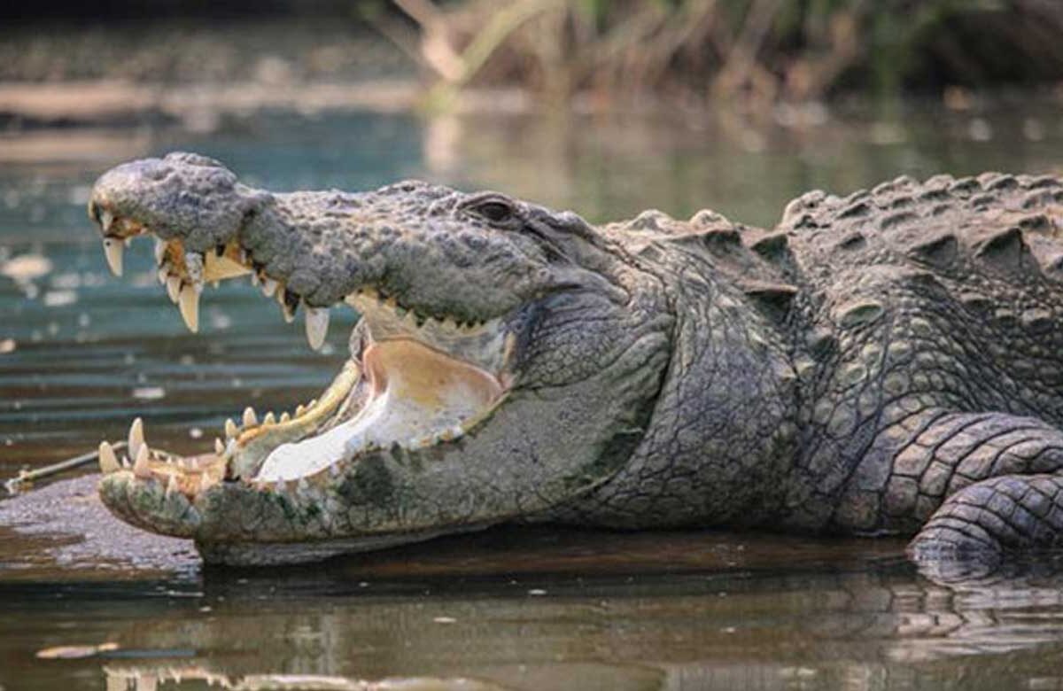 Telangana Farmer Killed in Crocodile Attack Near River Bhima 1 Telangana Farmer Killed in Crocodile Attack Near River Bhima