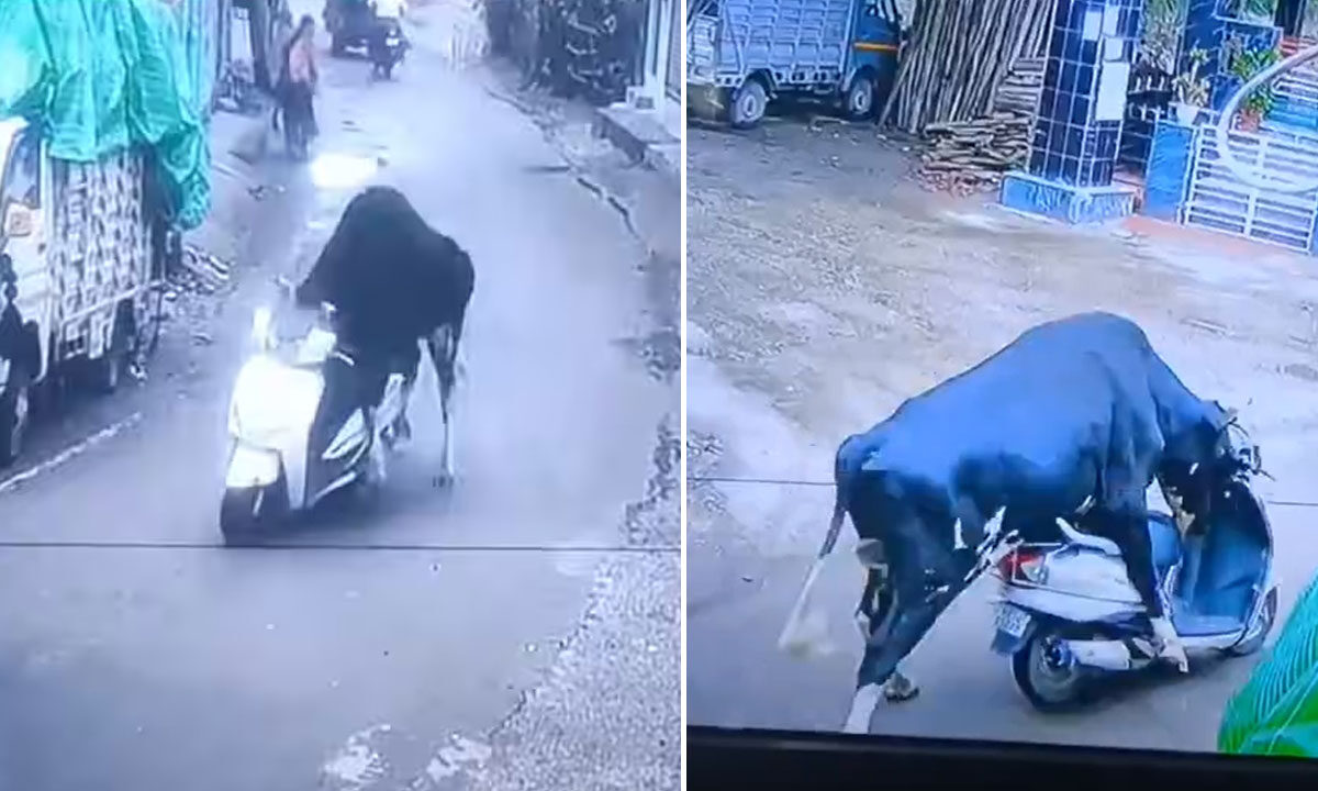 Watch: Bull Rides Scooter in Bizarre Viral CCTV Clip 1 Bull Rides Scooter in Bizarre Viral CCTV Clip