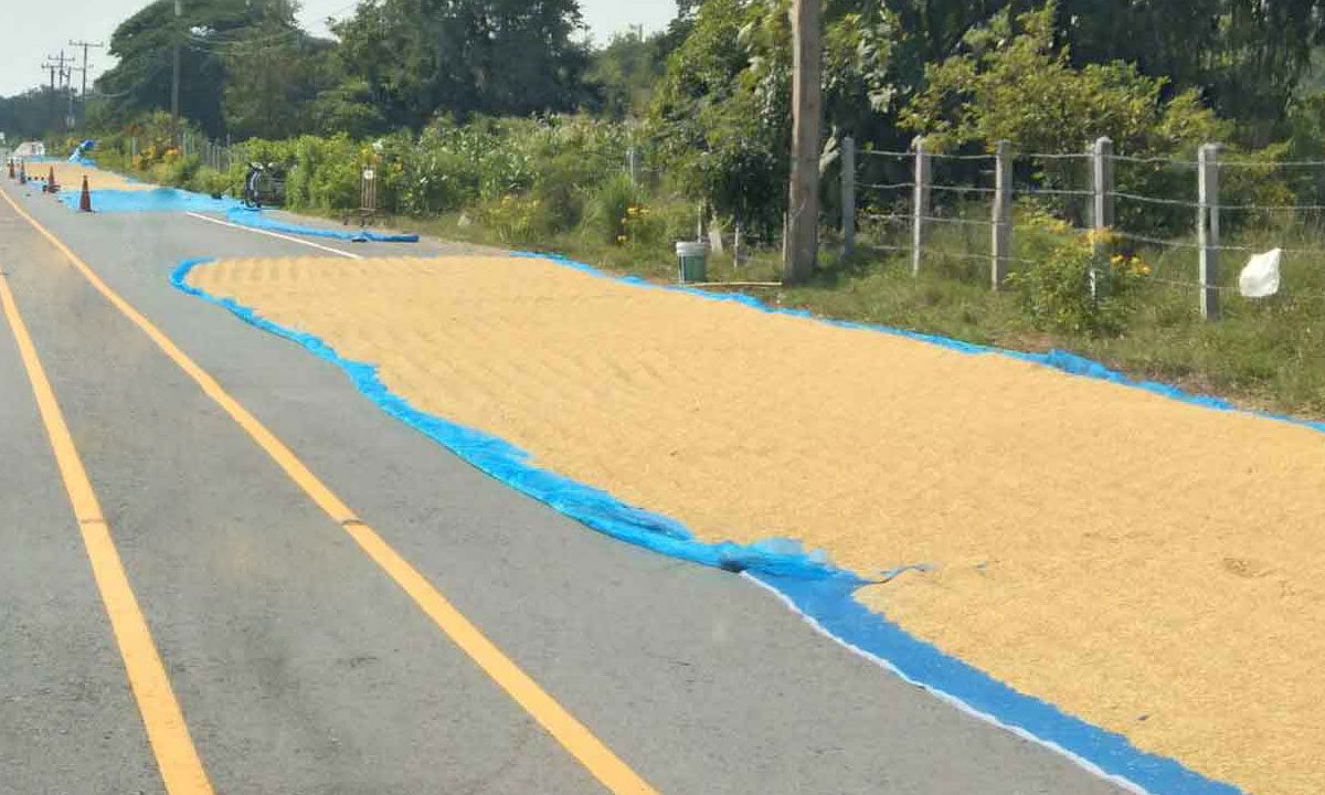 Drying Paddy on Roads Turns Deadly: 3 Killed in 10 Days 1 Drying Paddy on Roads Turns Deadly: 3 Killed in 10 Days