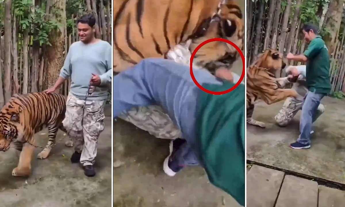 Watch: Tiger Attacks Indian Tourist During Selfie Attempt at Phuket’s Tiger Kingdom