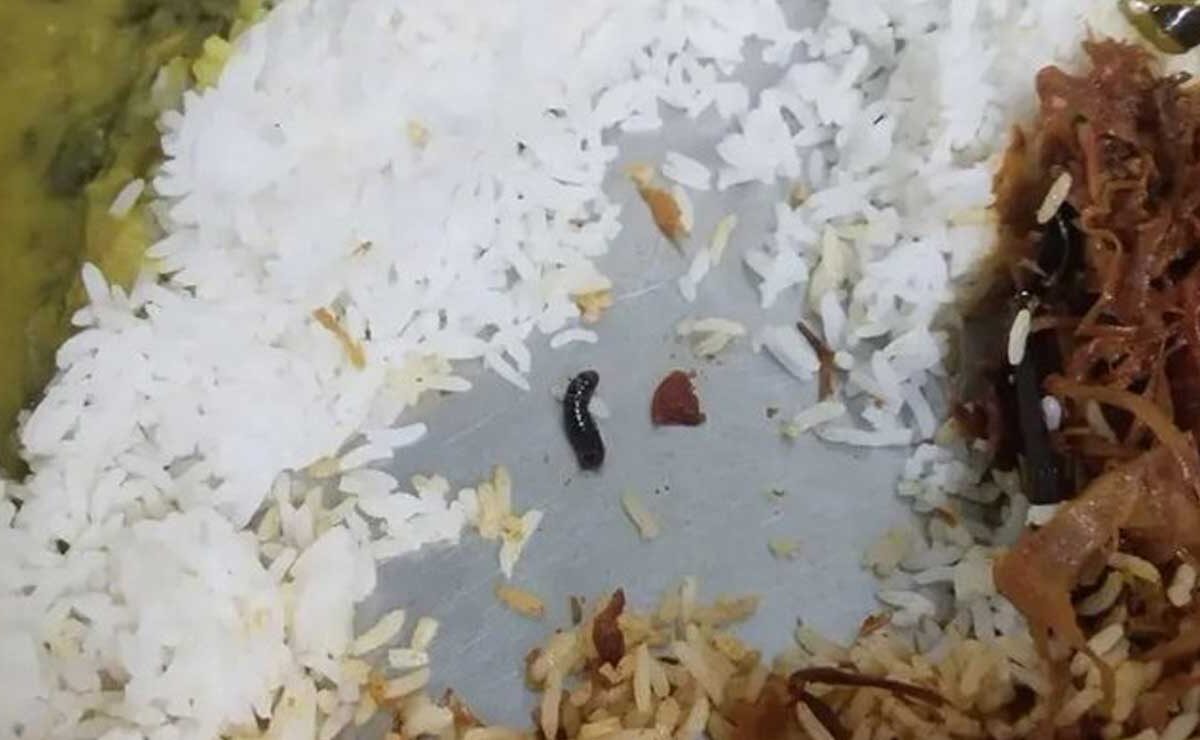 Hyderabad Horror: Insect in JNTU Girls Hostel Dinner Sparks Student Outrage 1 Hyderabad Horror: Insect in JNTU Girls Hostel Dinner Sparks Student Outrage