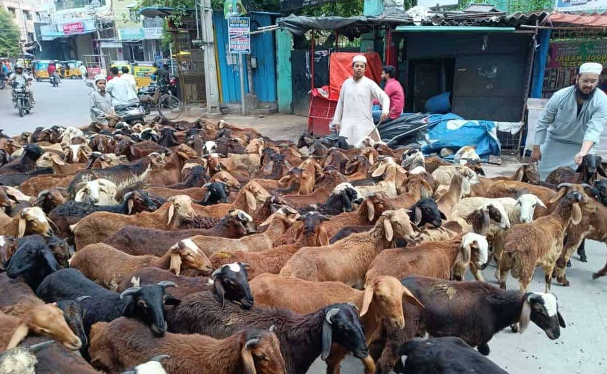 Hyderabad: Qurbani Animal Prices Surge Ahead of Eid al-Adha 2025 1 Hyderabad: Qurbani Animal Prices Surge Ahead of Eid al-Adha 2025