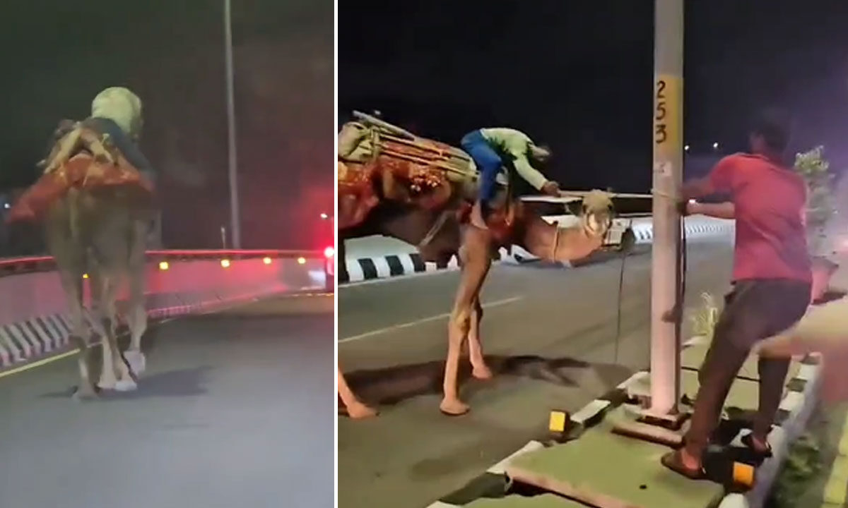 Hyderabad Flyover Turns into Desert Trail: Drunk Man Rides Camel at High Speed on PVNR Expressway 1 Hyderabad Flyover Turns into Desert Trail: Drunk Man Rides Camel at High Speed on PVNR Expressway
