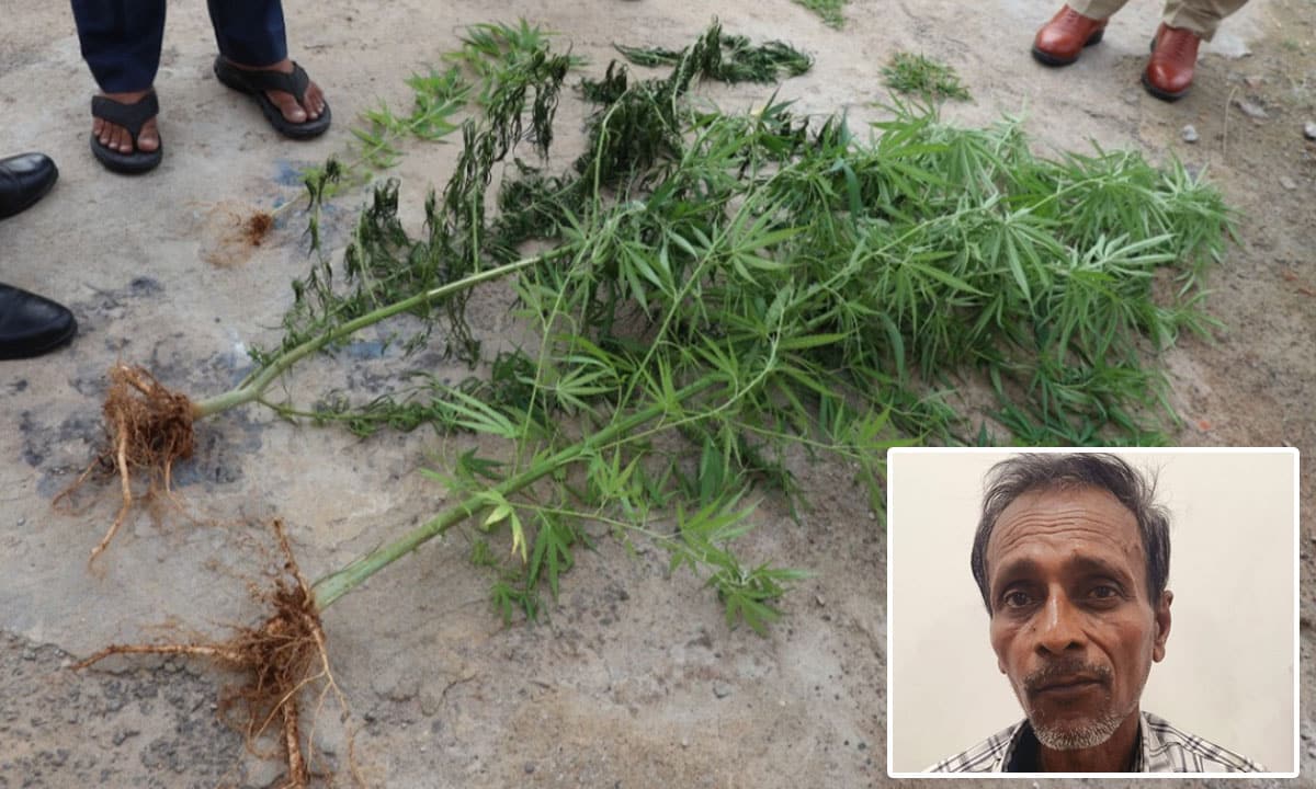 Man Growing Ganja Alongside Flower Plants Arrested in Shamshabad
