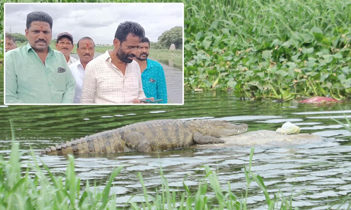 Crocodile Sighting on the Banks of Musi River in LB Nagar, Locals Demand Immediate Action