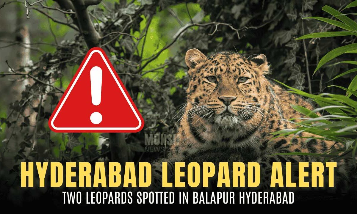Hyderabad on Alert: Two Leopards Spotted Inside High-Security RCI Campus in Balapur 1 Forest department teams conduct search operations near RCI Campus in Balapur after confirmed leopard sightings. (Representative Image)