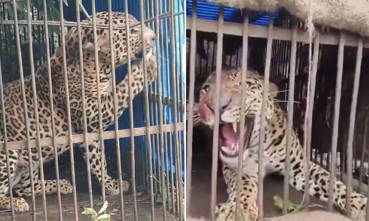 Leopard Nabbed in Tech Park Area After Weeks of Tracking in Hyderabad