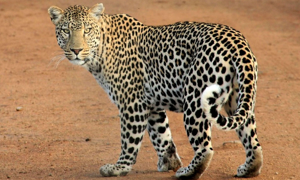 Hyderabad: Leopard Scare at Defence Labs School, Forest Department Sets Up Camera Traps 1 Hyderabad: Leopard Scare at Defence Labs School, Forest Department Sets Up Camera Traps