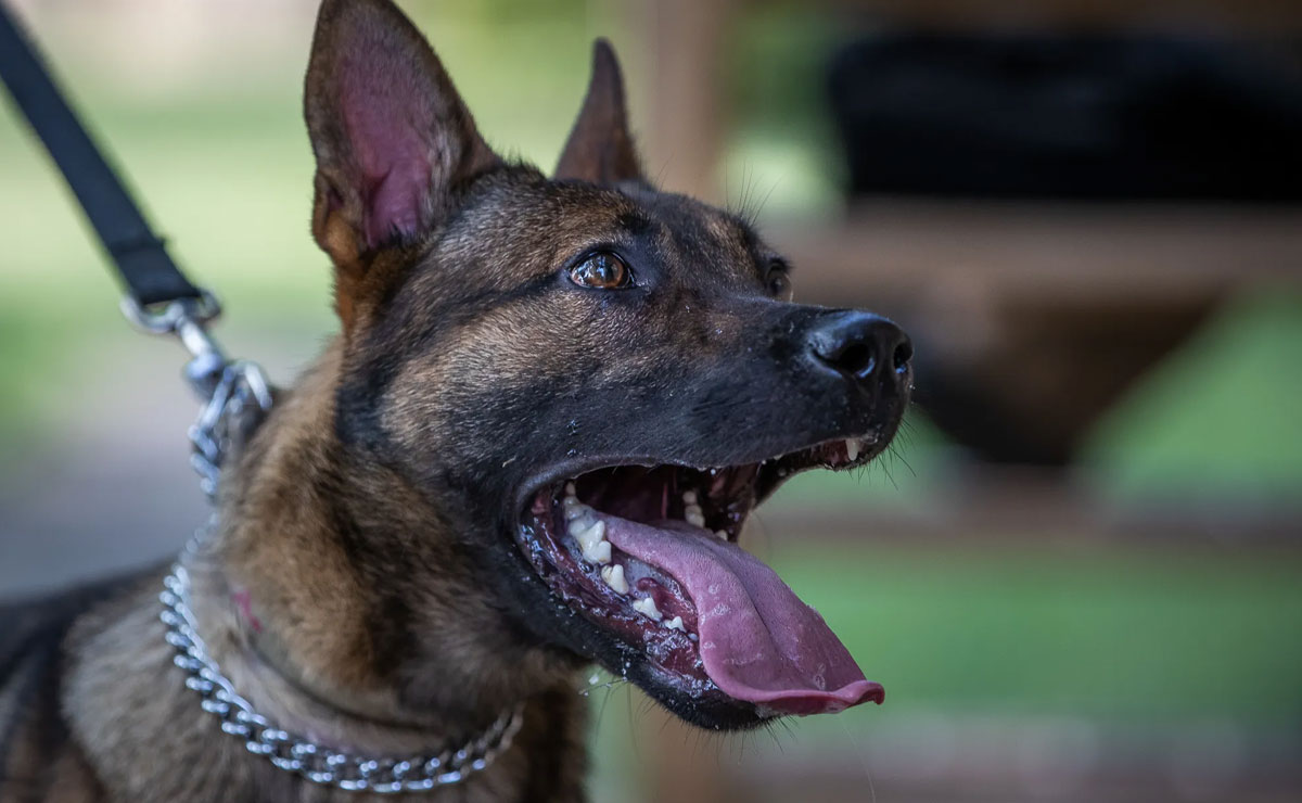 Karnataka Sees 2.3 Lakh Dog Bite Cases, 19 Rabies Deaths in Just 6 Months 1 Karnataka Sees 2.3 Lakh Dog Bite Cases, 19 Rabies Deaths in Just 6 Months