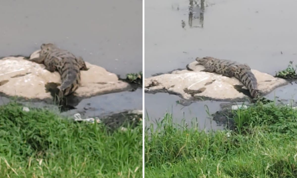 Crocodile Scare Grips Kishan Bagh, Asad Baba Nagar — Pets Attacked, Residents Alarmed