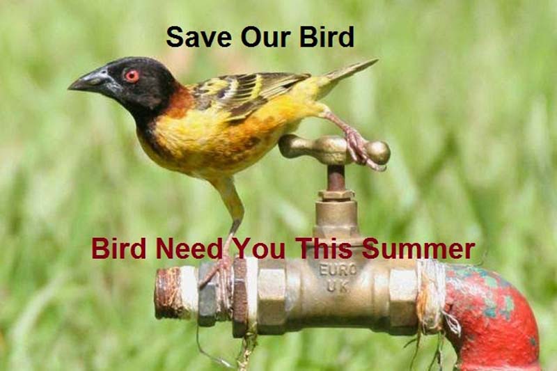 Save Bird This Summer Hyderabad: Birds need you this summer; Are at high risk in scorching heat