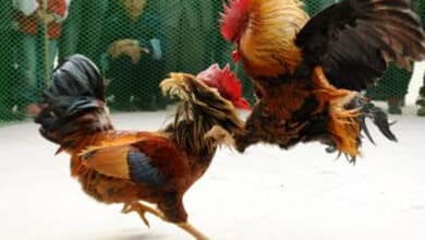 Animal Welfare Board asks AP, Telangana to stop cockfights