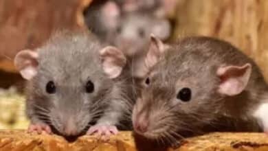 Rats bite patient at government hospital in Telangana