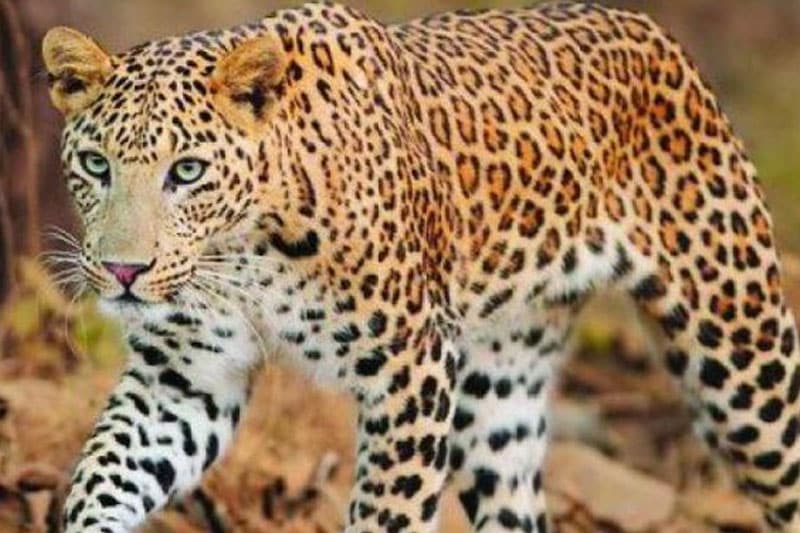 Leopard sighted near Hyderabad airport