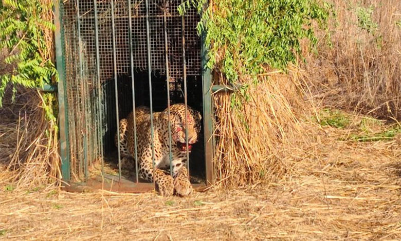 Elusive leopard finally trapped near Hyderabad Airport