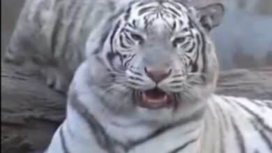 Nehru Zoological Park Mourns Loss of Bengal White Tiger