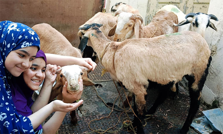 GIRLS WITH GOATS QURBANI Eid al-Adha Festivities Bring Livestock Markets to Life in Hyderabad