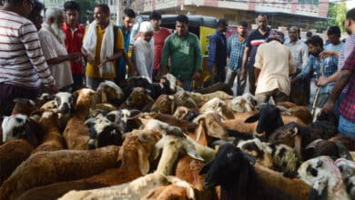 Eid al-Adha Festivities Bring Livestock Markets to Life in Hyderabad