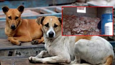 Karnataka News | Govt says Samples Sent to Food Lab for Analysis in Dog Meat Row