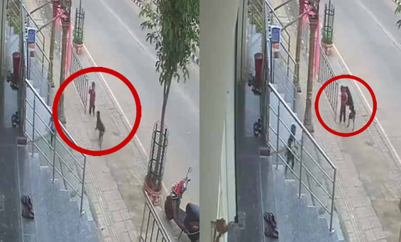 Telangana News | CCTV Footage: Stray Dog Attacks 18-Month-Old Child