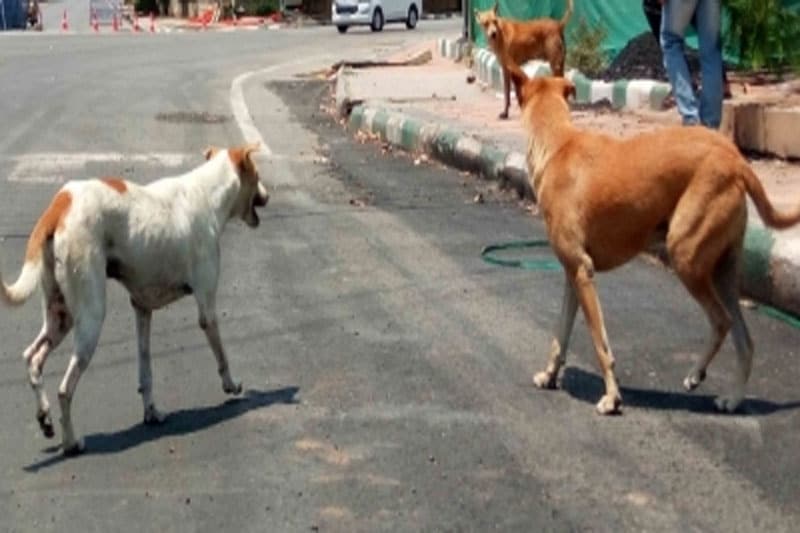 76-year-old woman on morning walk dies after pack of stray dogs attacks her in Bengaluru