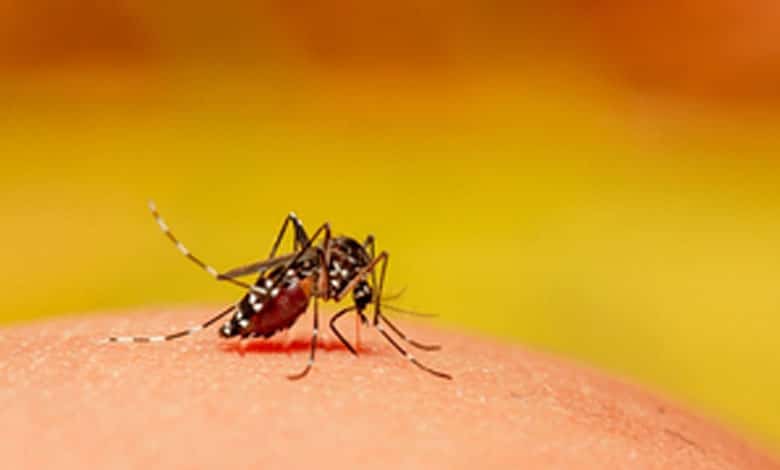 K'taka govt notifies dengue fever as 'epidemic disease'