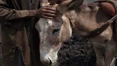 Donkey Prices Reach 3 Lakhs Due to Increasing Demand from China