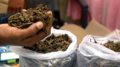 IIT Student and IT Employee Arrested for Marijuana Trafficking in Hyderabad