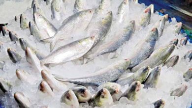 Hilsa Export Ban Lifted: Bangladesh Sends 3,000 Tonnes to India in Time for Durga Puja