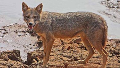 Villagers in Bihar's Munger scared after jackal attacks