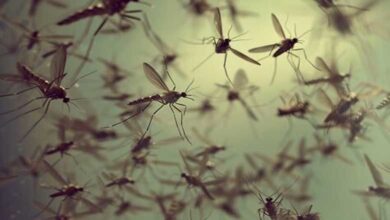 Buzzing Threat: Mosquitoes Trigger Health Alarms in Hyderabad