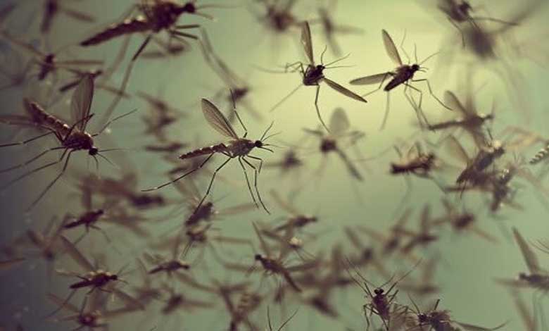 Buzzing Threat: Mosquitoes Trigger Health Alarms in Hyderabad