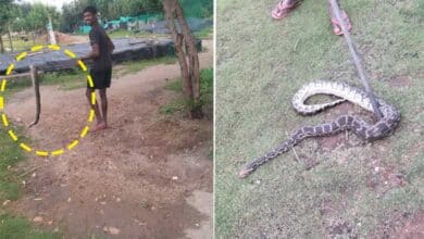 Hyderabad News | 6-Foot Python Rescued Near Balapur During Heavy Rains in Hyderabad