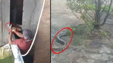 Massive Python Rescued at Himayat Sagar Crest Gate by Brave Snake Society Members