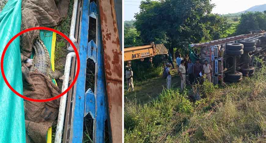 Truck carrying wild animals overturn sin Telangana, escaped crocs recaptured