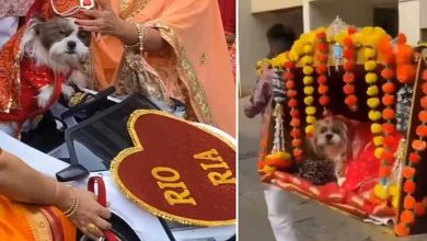 Groom Becomes a Dog: Bride Escapes in a Palanquin, Netizens React to Wedding Photoshoot, Saying – "Kalyug at Its Peak!"