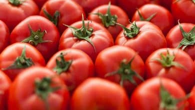 Centre starts selling tomatoes at subsidised rate of Rs 65/kg in Delhi