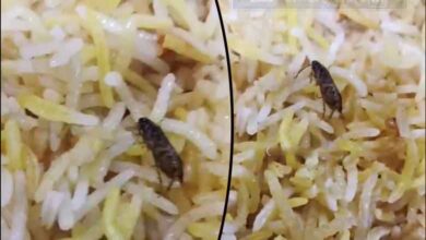 Cockroach Found in Biryani: Banjara Hills Restaurant Faces Customer Outrage