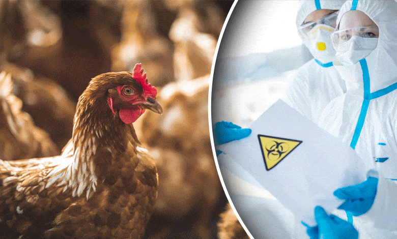 Canada Reports First Human Case of Bird Flu, Sparks Health Investigation