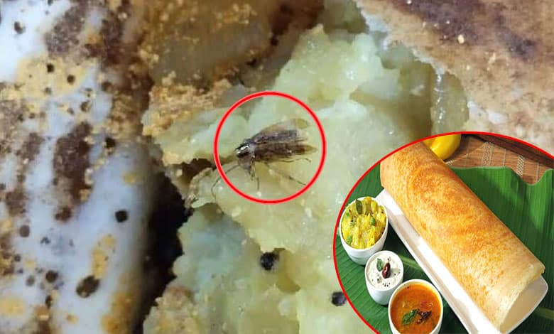 Hyderabad: Customer Shocked to Find Cockroach in Dosa at Tiffin Center