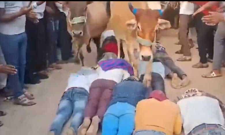 Celebration of Govardhan Puja in Madhya Pradesh: Villagers Experience Unique Tradition