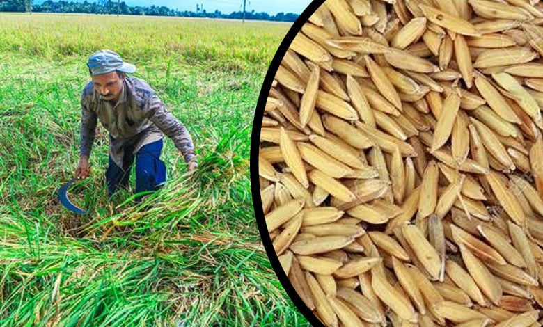 Telangana achieves record paddy Production: Agriculture Minister