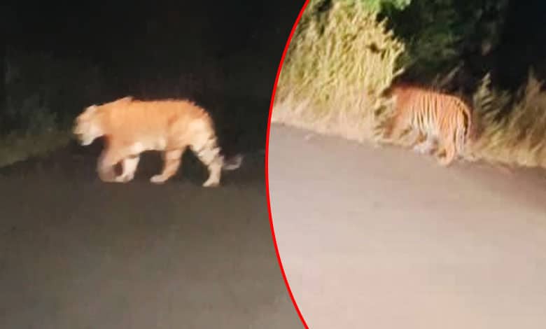 Panic on NH 44: Tiger Spotted Roaming Near Highway in Telangana