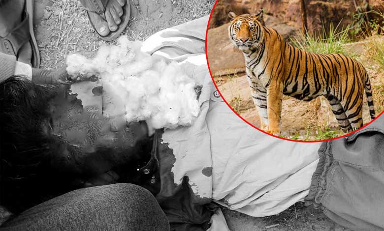 Woman Killed in Tiger Attack in Komaram Bheem Asifabad District