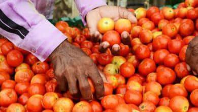 Tomato prices drop 22.5 pc as flow of fresh crop picks up pace