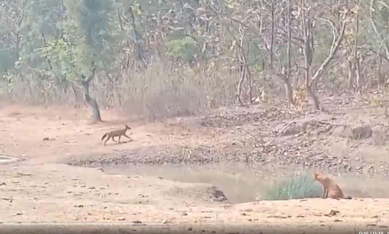 Wild Dogs Mistaken for Rare Species in Viral Video