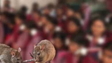 Telangana: Girl Students Attacked by Rats in Hostel, Former Minister Criticizes Government