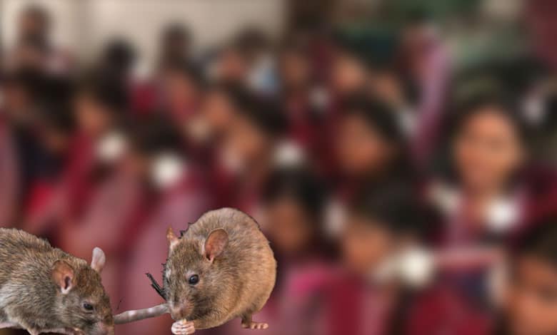 Telangana: Girl Students Attacked by Rats in Hostel, Former Minister Criticizes Government