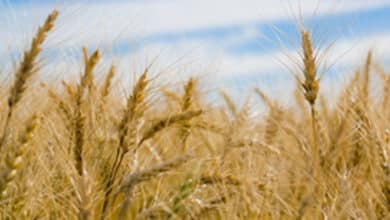 India’s consumption story optimistic, agriculture growth a bright spot: Report