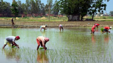 World Bank okays loan for new project to boost earnings of UP farmers